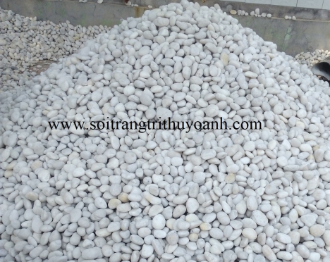 Sỏi trắng bóng trang trí tiểu cảnh sân vườn, sỏi rải sân vườn