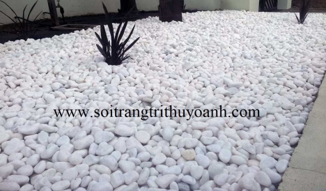 Sỏi trắng bóng trang trí tiểu cảnh sân vườn, sỏi rải sân vườn