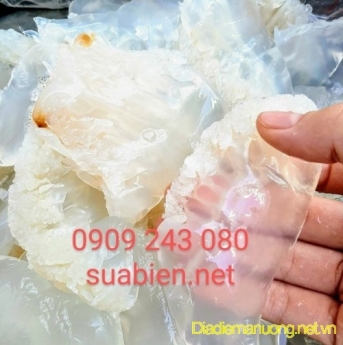 Cung Cấp Sứa Biển, Sứa Ăn Liền TPHCM