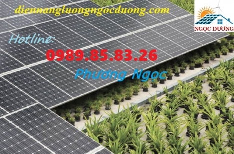 Hệ thống điện năng lượng mặt trời trong nông nghiệp, ứng dụng điện mặt trời cho chăn nuôi