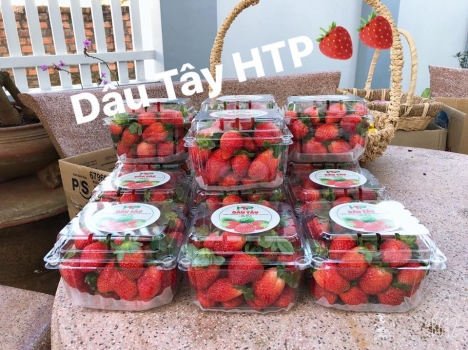 Cây Giống Dâu Tây 100% Chuẩn F1 Tại Pleiku