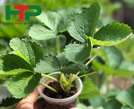 Cây Giống Dâu Tây 100% Chuẩn F1 Tại Pleiku