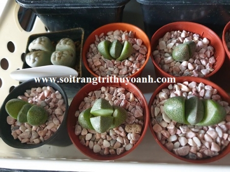 Sỏi trang trí chậu cây