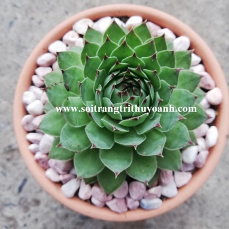 Sỏi trang trí chậu cây