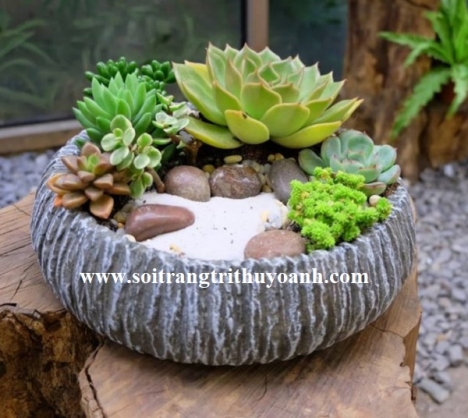Sỏi trang trí chậu cây