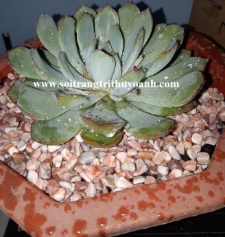 Sỏi trang trí chậu cây