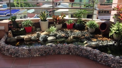Sỏi trang trí hồ cá