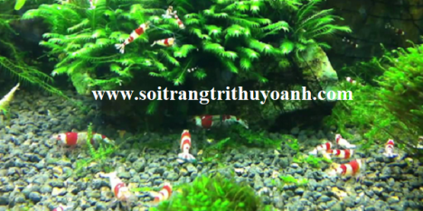 Sỏi trang trí hồ cá