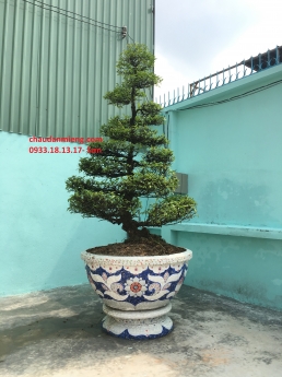 Nghệ nhân dán miễng sành sứ - ốp sành - chuyên chậu hoa - bể cá cảnh thủ công