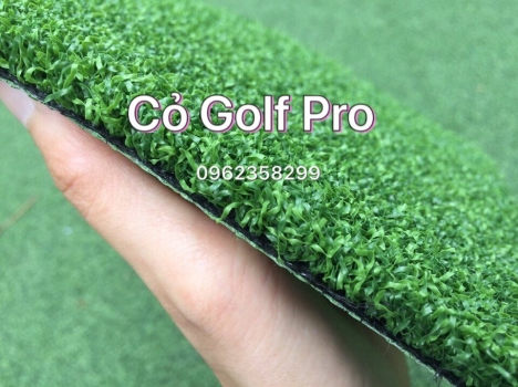 Cỏ golf pro