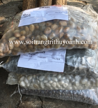 Sỏi bóng trang trí tiểu cảnh sân vườn