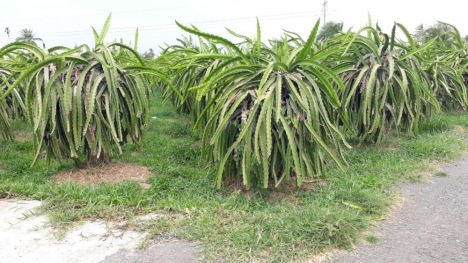 Đất Phú Hưng-Hàm Mỹ-Hàm thuận Nam-Gần Quốc lộ 1A-DT 2.052m2