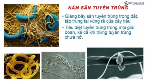 NẤM SĂN TUYẾN TRÙNG RỄ TKS - NEMA