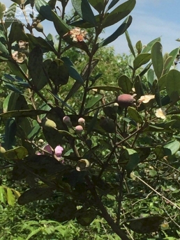 Cần tiền bán gấp đất thổ cư 30 x 35m tại măt tiền đường Tản Đà, TP Bảo Lộc giá chỉ 2,9tr/m2.