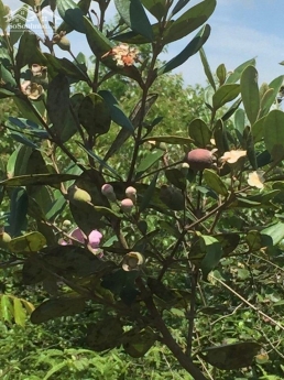 Cần tiền bán gấp đất thổ cư 30 x 35m tại măt tiền đường Tản Đà, TP Bảo Lộc giá chỉ 2,9tr/m2.