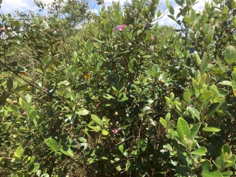 Cần tiền bán gấp đất thổ cư 30 x 35m tại măt tiền đường Tản Đà, TP Bảo Lộc giá chỉ 2,9tr/m2.