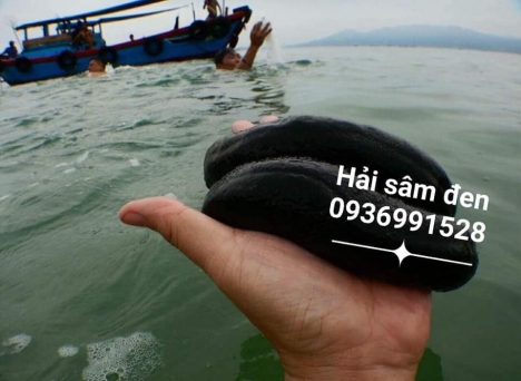 Địa chỉ bán hải sâm đen tươi ngon ở hà nội