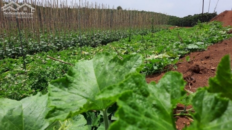 Cần tiền bán 420m 2 mặt tiền Dambri Bảo Lộc 2,1 tỷ shr