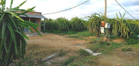 Đất sào CLN có Thổ Cư Phú Mỹ,Hàm Thuận Nam,Bình Thuận