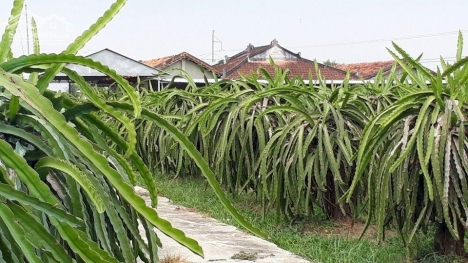 Đất sào Phú Hưng,Hàm Mỹ,Hàm Thuận Nam,Bình Thuận