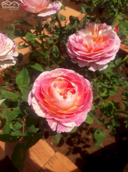 nghỉ dưỡng ven Đà Lạt với giá siêu rẻ