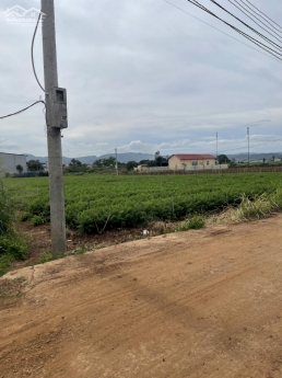 Bán đất 5x24m sẵn thổ cư tổ 12- Liên Nghĩa- Đức Trọng. Cách Quốc Lộ 20 đúng 500m giá 1ty1