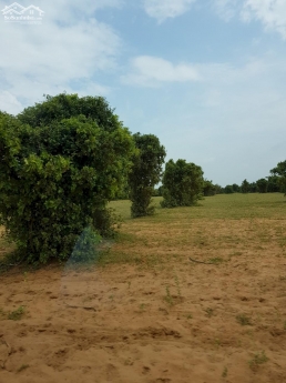 Bán đất thị trấn chợ lấu cách biển 3.5km, liên huyện 150m chỉ 500tr Lh 0938677909