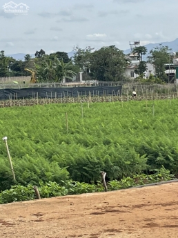 Bán đất 5x24m sẵn thổ cư tổ 12- Liên Nghĩa- Đức Trọng. Cách Quốc Lộ 20 đúng 500m giá 1ty1