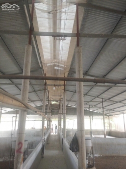 Cần bán trang trại nuôi Heo hơn 10000m2 Cây Gáo Trảng Bom