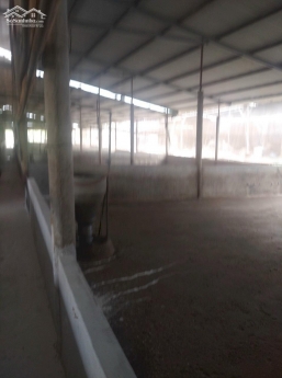 Cần bán trang trại nuôi Heo hơn 10000m2 Cây Gáo Trảng Bom