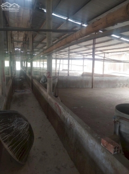 Cần bán trang trại nuôi Heo hơn 10000m2 Cây Gáo Trảng Bom