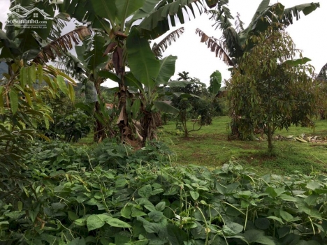 Gia đình chuyển đổi cần bán gấp miếng đất tâm huyết