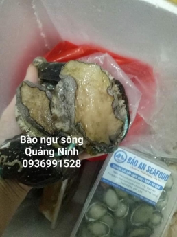Bào ngư món ngon bổ dưỡng
