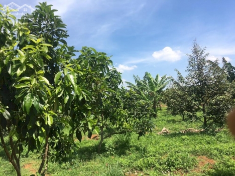 Gia đình chuyển đổi cần bán gấp miếng đất tâm huyết