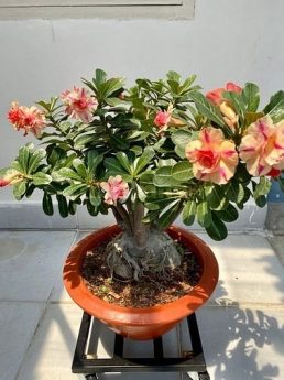 Kệ có bánh xe bằng sắt di chuyển dễ dàng tiện lợi.