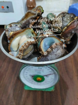 Địa chỉ bán bào ngư tự nhiên giá tốt tại hà nội