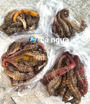 Tác dụng tuyệt vời từ cá ngựa tươi bạn cần biết