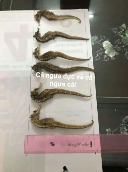 Tác dụng tuyệt vời từ cá ngựa tươi bạn cần biết