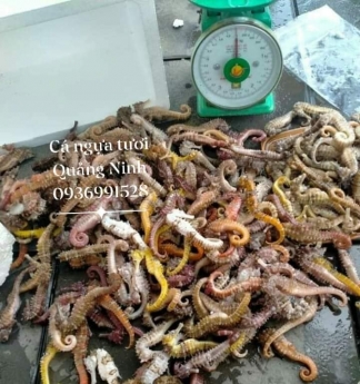 Tác dụng tuyệt vời từ cá ngựa tươi bạn cần biết