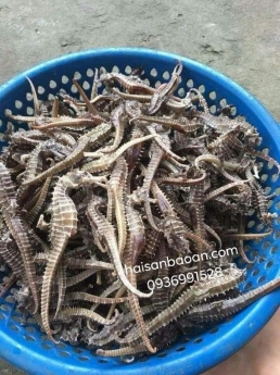 Tác dụng tuyệt vời từ cá ngựa tươi bạn cần biết