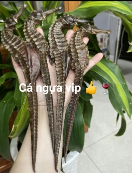 Tác dụng tuyệt vời từ cá ngựa tươi bạn cần biết