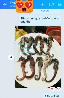 Tác dụng tuyệt vời từ cá ngựa tươi bạn cần biết