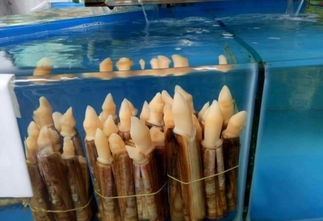 Bán ốc móng tay bao ngon chuẩn sạch ở hà nội
