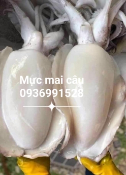 Nơi bán mực mai giá tốt tại hà nội