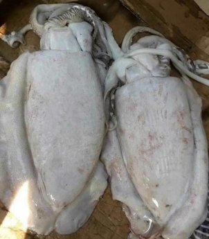 Nơi bán mực mai giá tốt tại hà nội