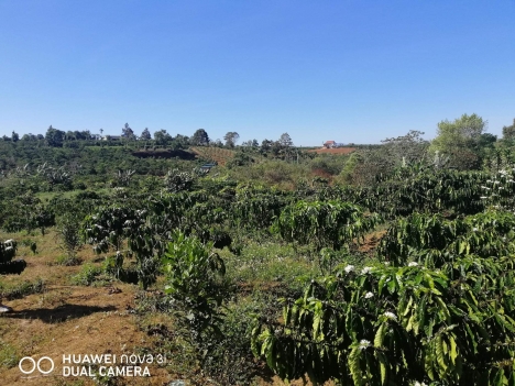 Đất xào Lộc An diện tích 1500m2 giá 2 tỷ 5