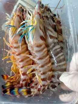 Địa chỉ bán tôm he vằn tươi ngon giá tốt