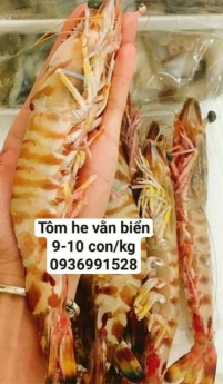 Địa chỉ bán tôm he vằn tươi ngon giá tốt