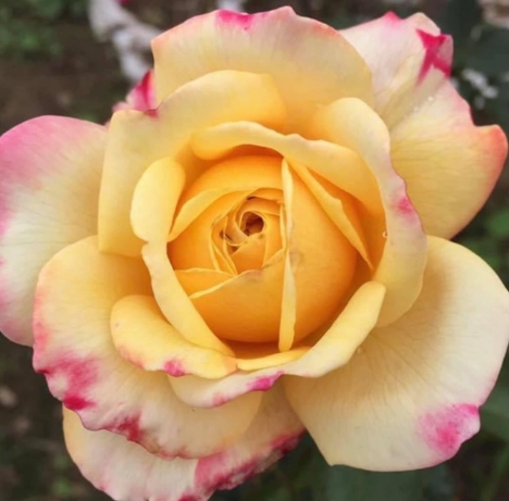 Nhận in ảnh kỹ thuật số theo yêu cầu của khách hàng từ điện thoại máy ảnh