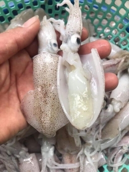 bán mực cánh trứng giá tốt ở hà nội